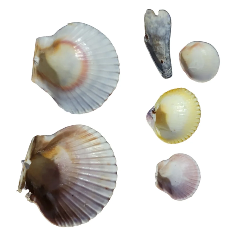 Seashells From South Padre Island Mixed Whole & Interesting Pieces.